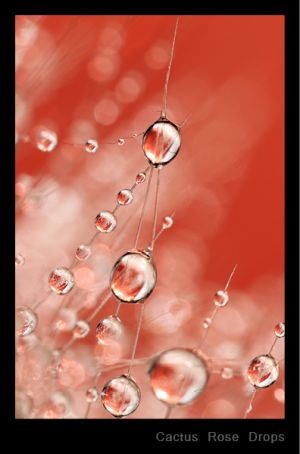 Cactus Rose Drops.jpg